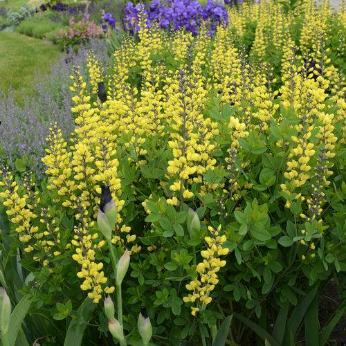 Baptisia, Decadence® Lemon Meringue Baptisia - Image 4