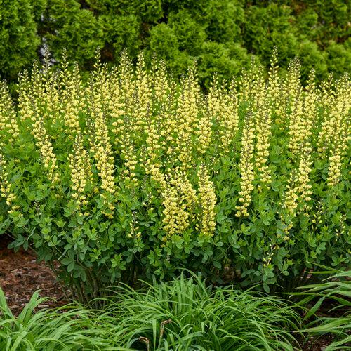 Baptisia, Decadence® Lemon Meringue Baptisia - Image 5