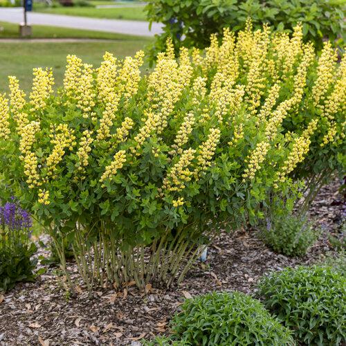 Baptisia, Decadence® Lemon Meringue Baptisia - Image 6