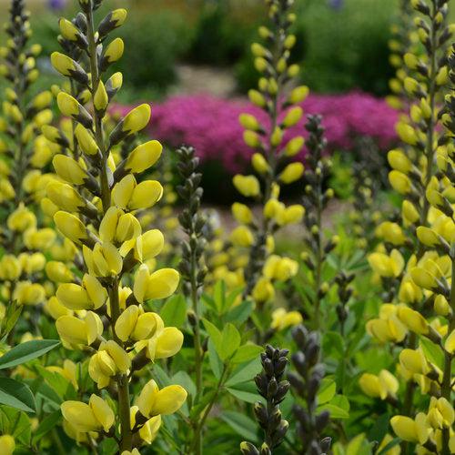 Baptisia, Decadence® Lemon Meringue Baptisia - Image 7
