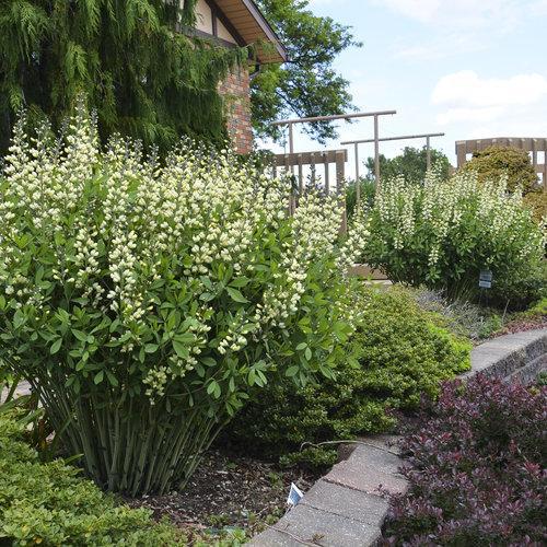 Baptisia, Decadence® Vanilla Cream False Indigo - Image 3