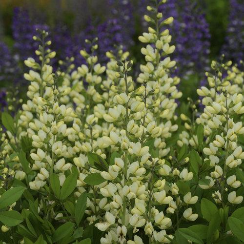 Baptisia, Decadence® Vanilla Cream False Indigo - Image 4