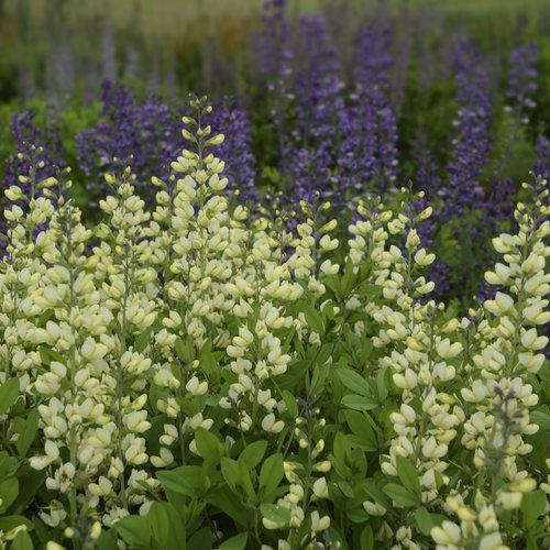 Baptisia, Decadence® Vanilla Cream False Indigo - Image 5