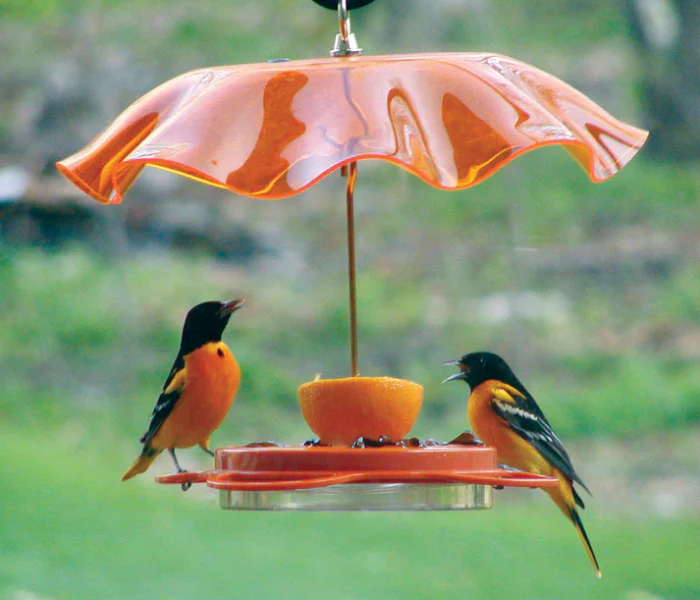 Oriole Nectar Feeder with Cover - 12 oz - Image 2