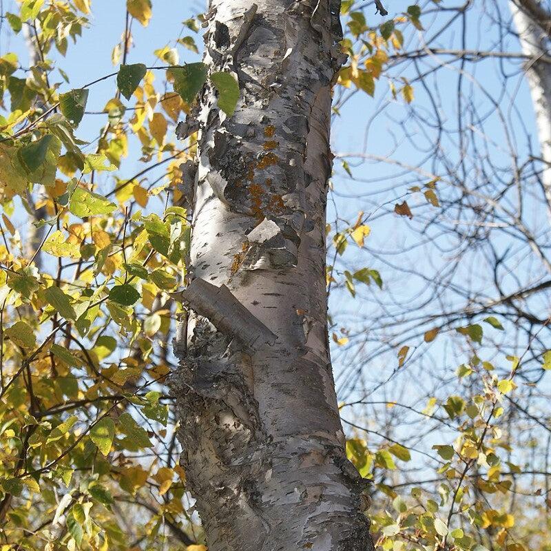 Birch, Paper Birch - Image 3
