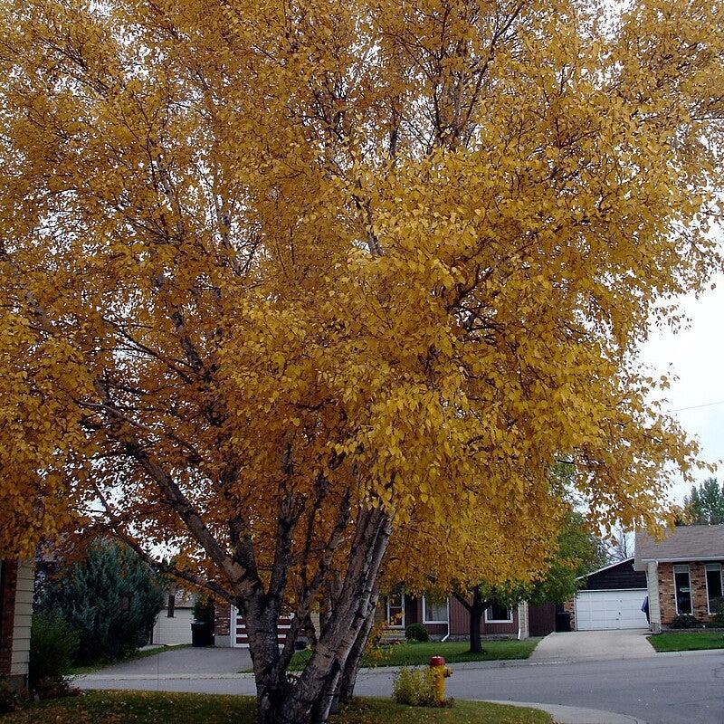 Birch, Paper Birch - Image 4