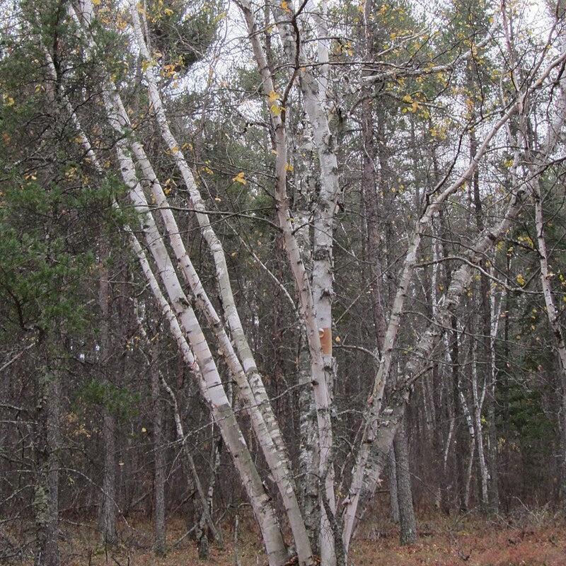 Birch, Paper Birch - Image 5