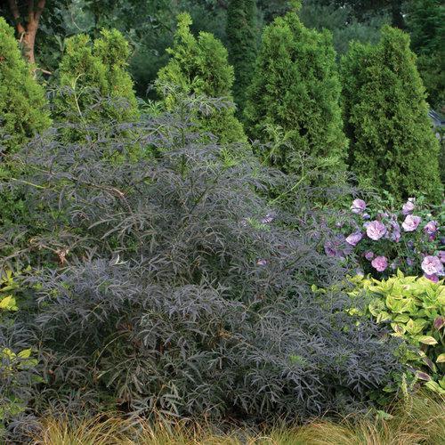 Elderberry, Black Lace® Elderberry - Image 3