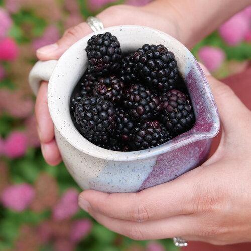 Blackberry, Taste of Heaven™ Thornless Blackberry - Image 3