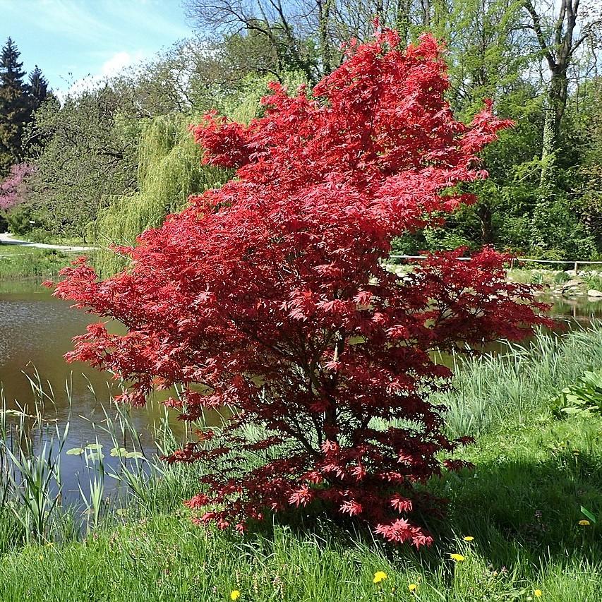 Maple, Bloodgood Japanese Maple - Image 3