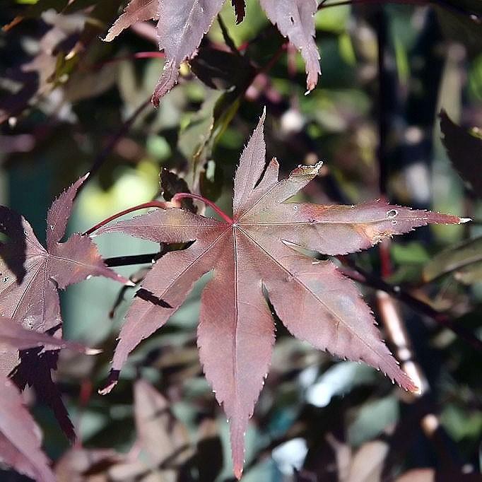 Maple, Bloodgood Japanese Maple - Image 4
