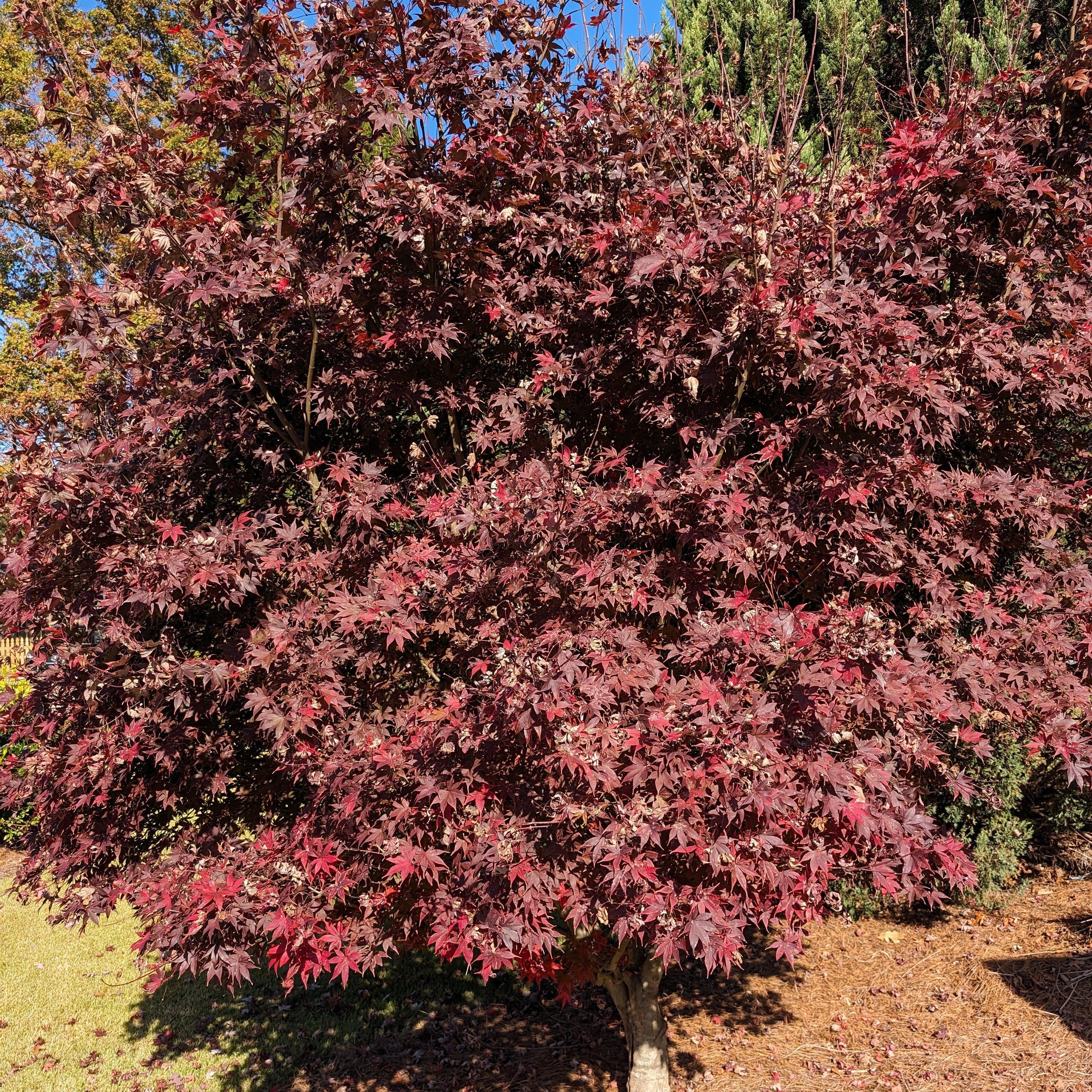 Maple, Bloodgood Japanese Maple - Image 5
