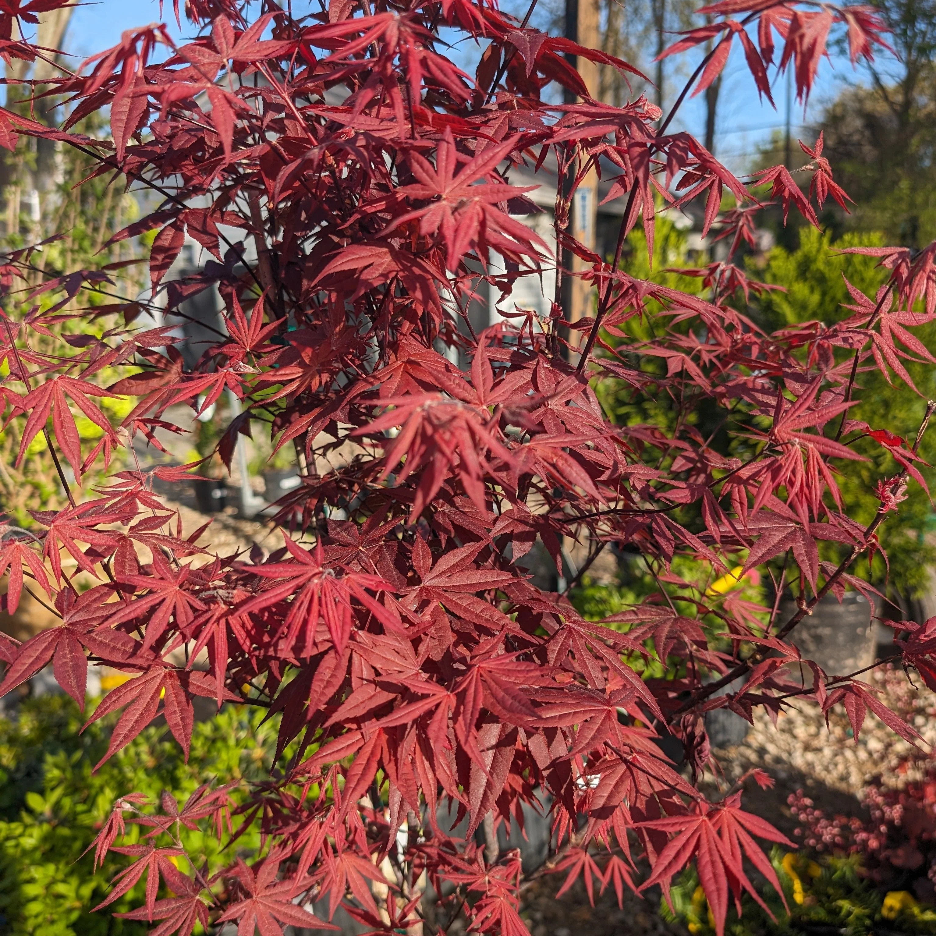 Maple, Bloodgood Japanese Maple - Image 6