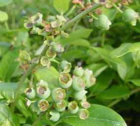 Blueberry, Northland Highbush, 3 gal (18-21 in) - Image 2