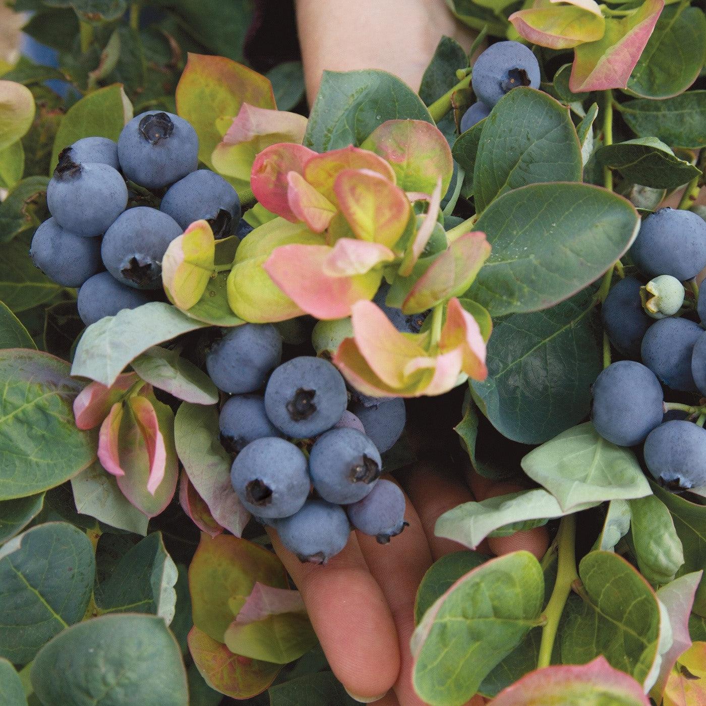 Blueberry, Peach Sorbet® Blueberry - Image 5
