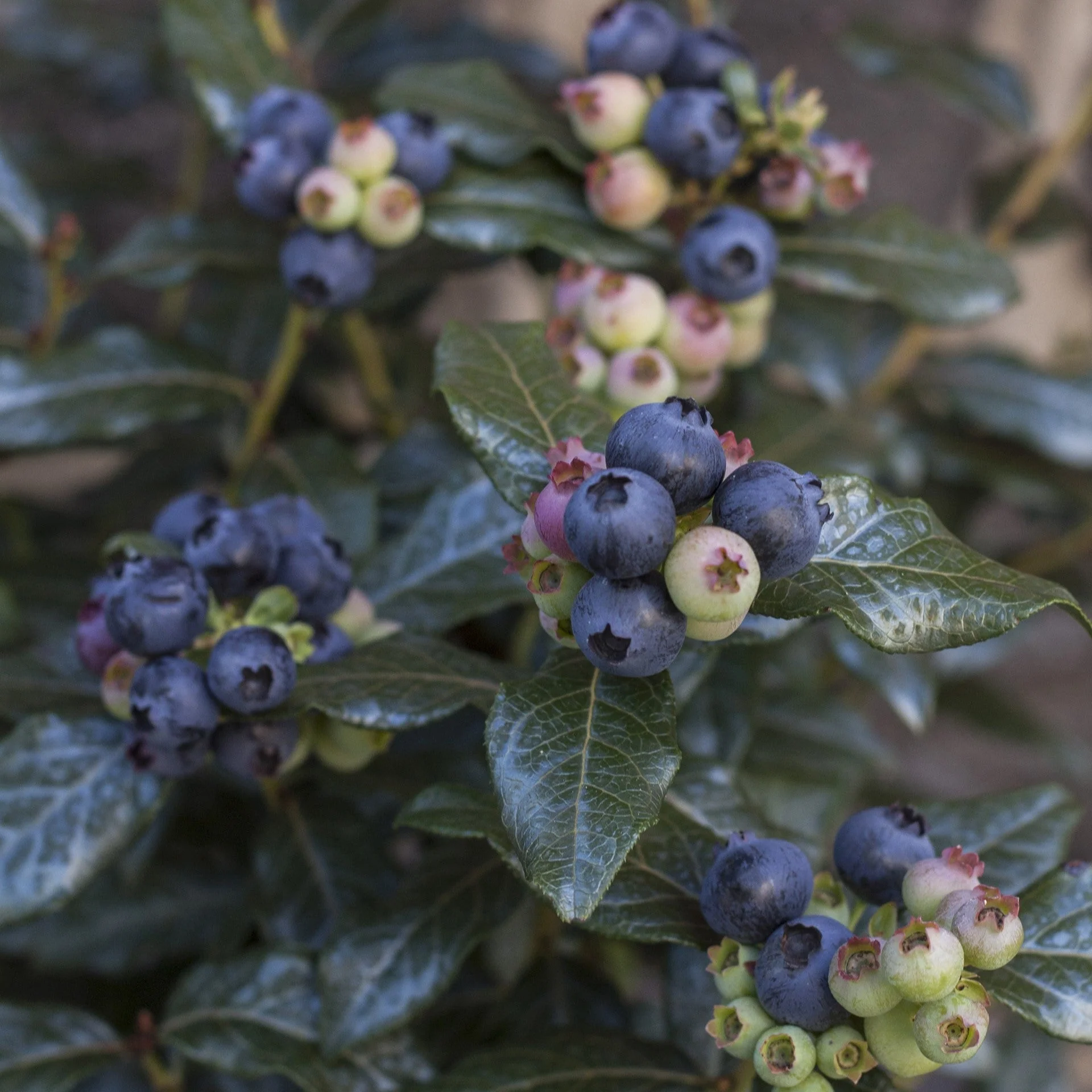 Blueberry, Bushel and Berry® Perpetua® Blueberry