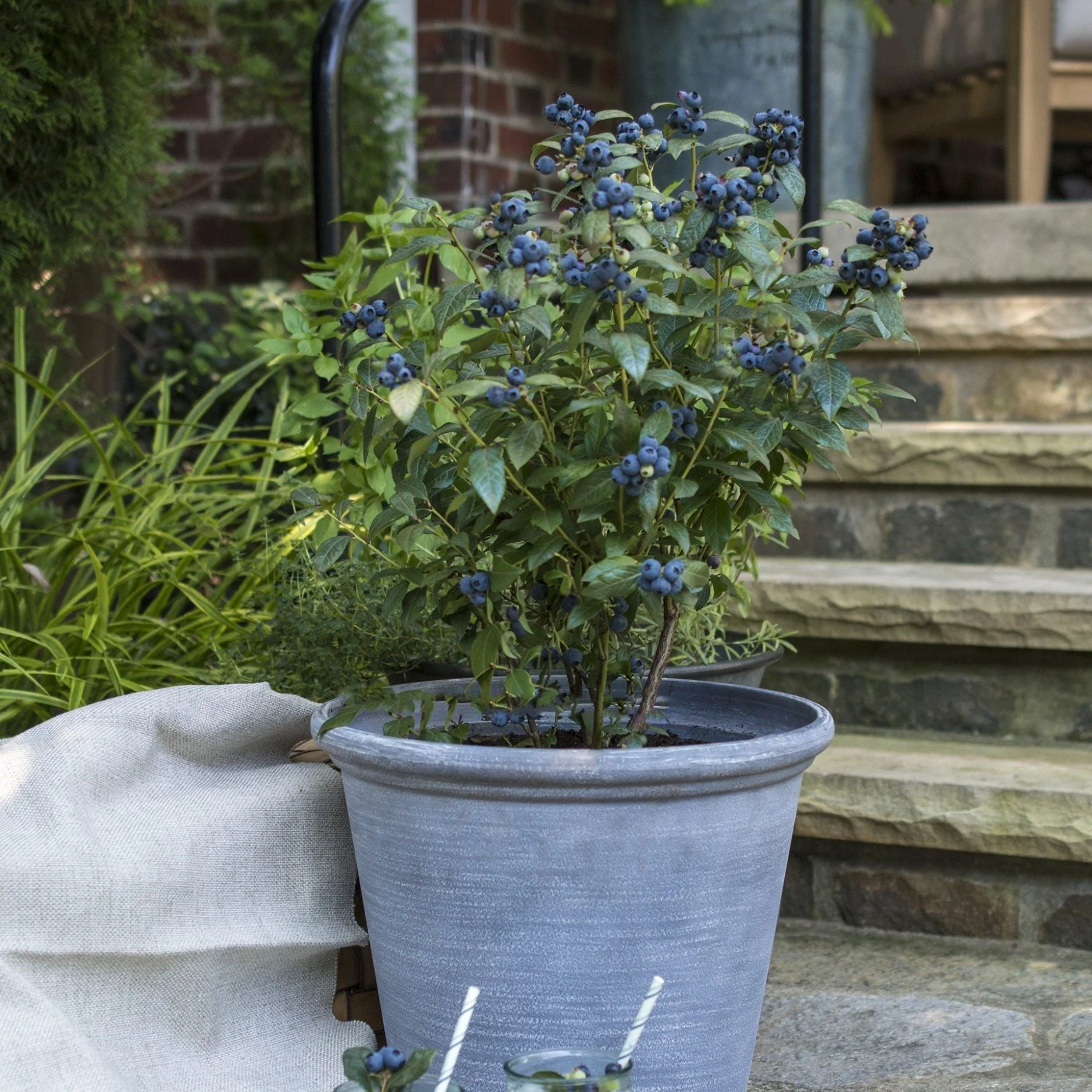 Blueberry, Bushel and Berry® Perpetua® Blueberry - Image 2