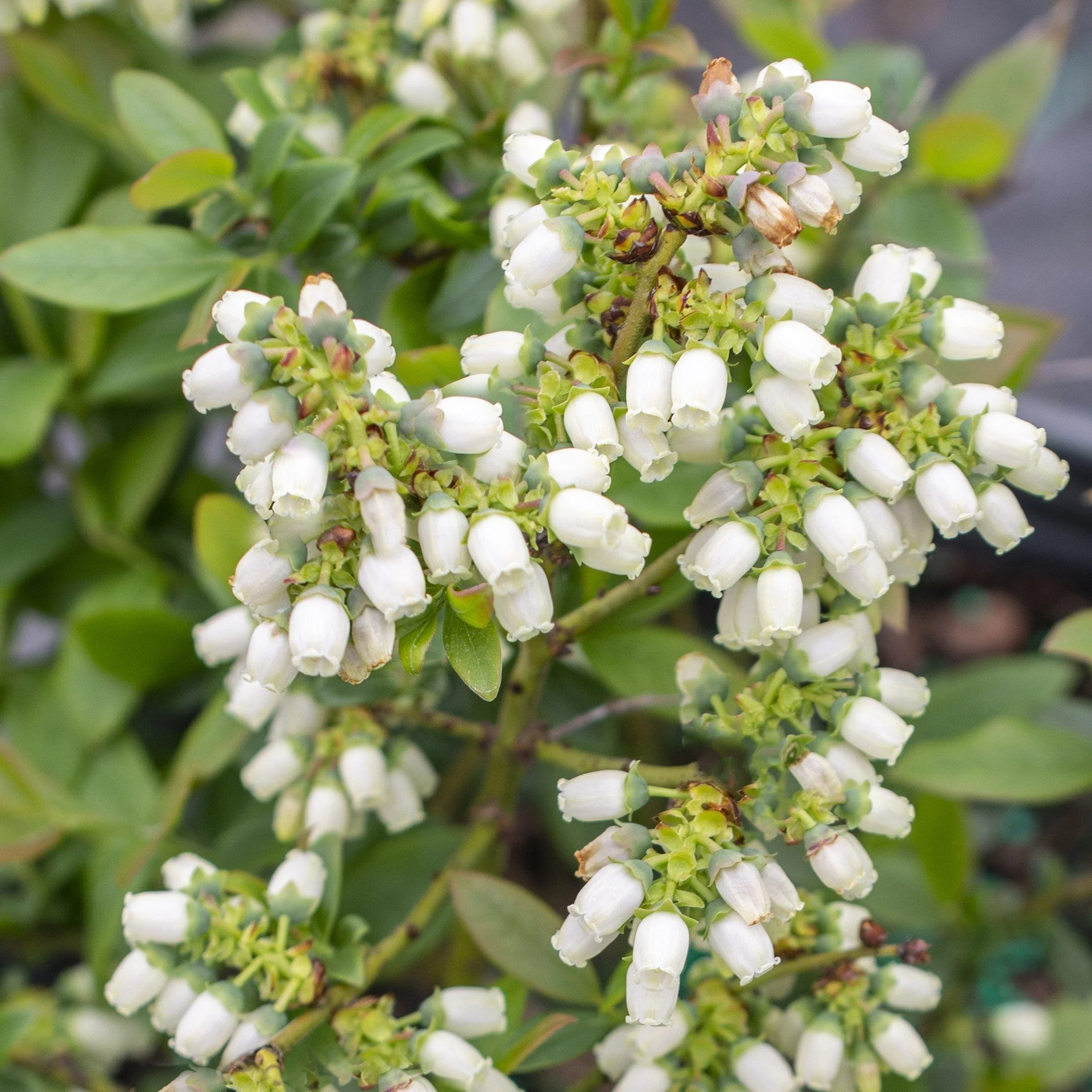 Blueberry, Bushel and Berry® Perpetua® Blueberry - Image 3