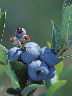 Blueberry, Polaris Half-Highbush, 3 gal (18-21 in)