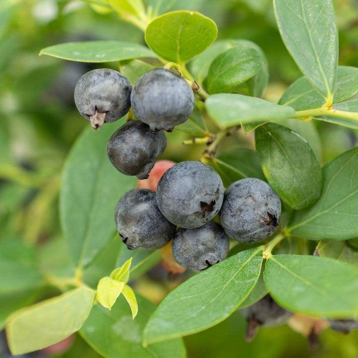 Blueberry, Bushel and Berry® Sapphire Cascade Blueberry