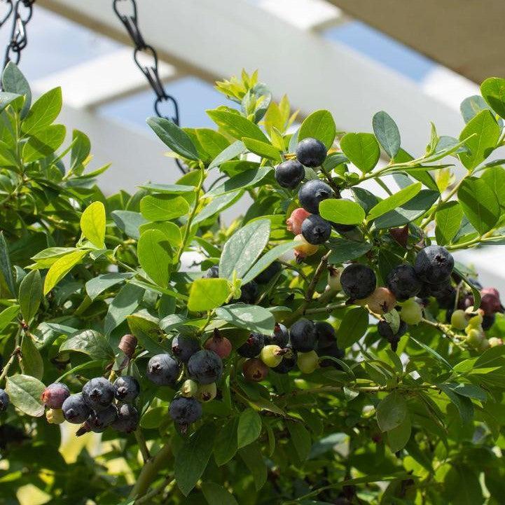Blueberry, Bushel and Berry® Sapphire Cascade Blueberry - Image 2