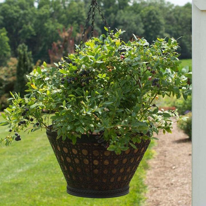 Blueberry, Bushel and Berry® Sapphire Cascade Blueberry - Image 3