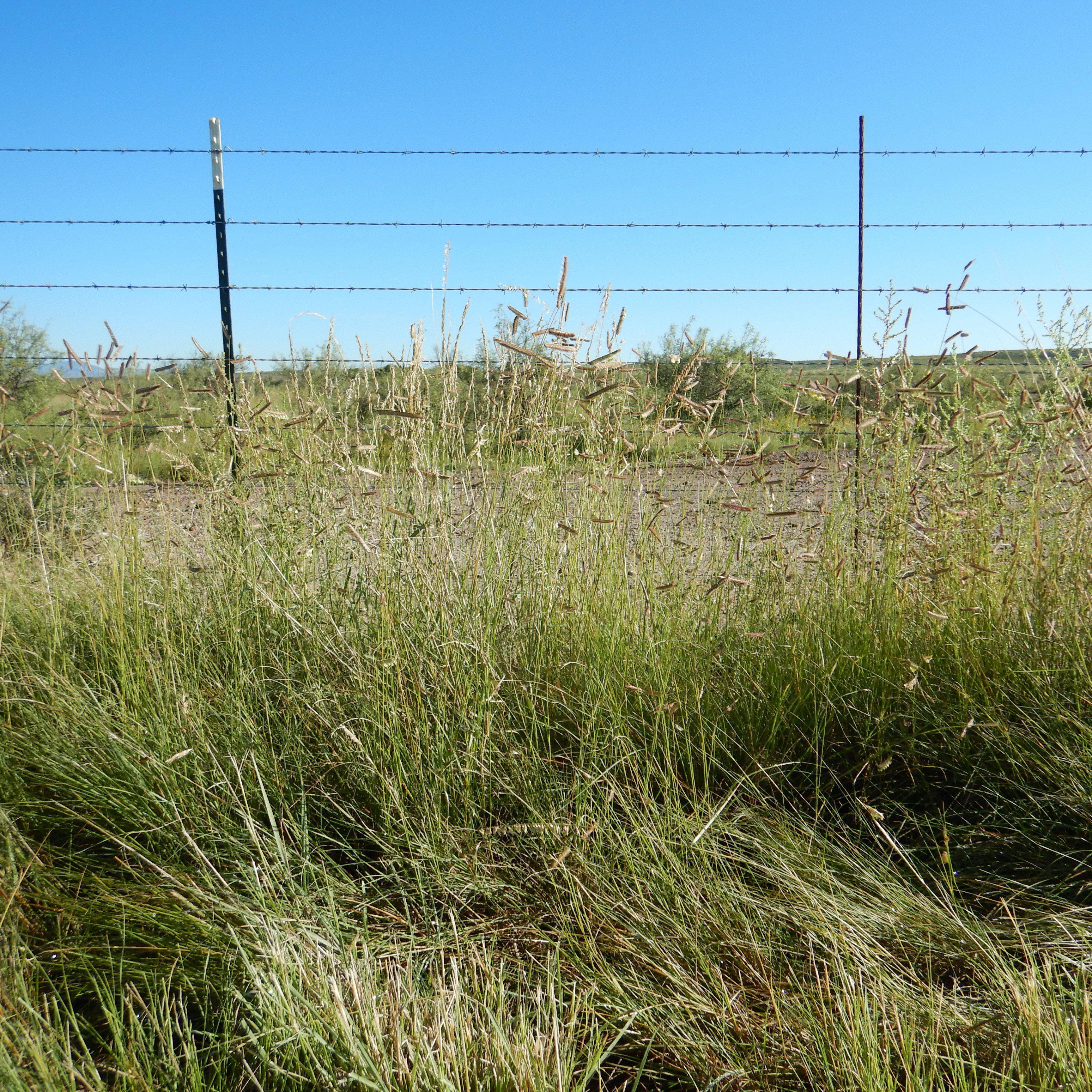 Grass, Blue Grama, Mosquito Grass - Image 2