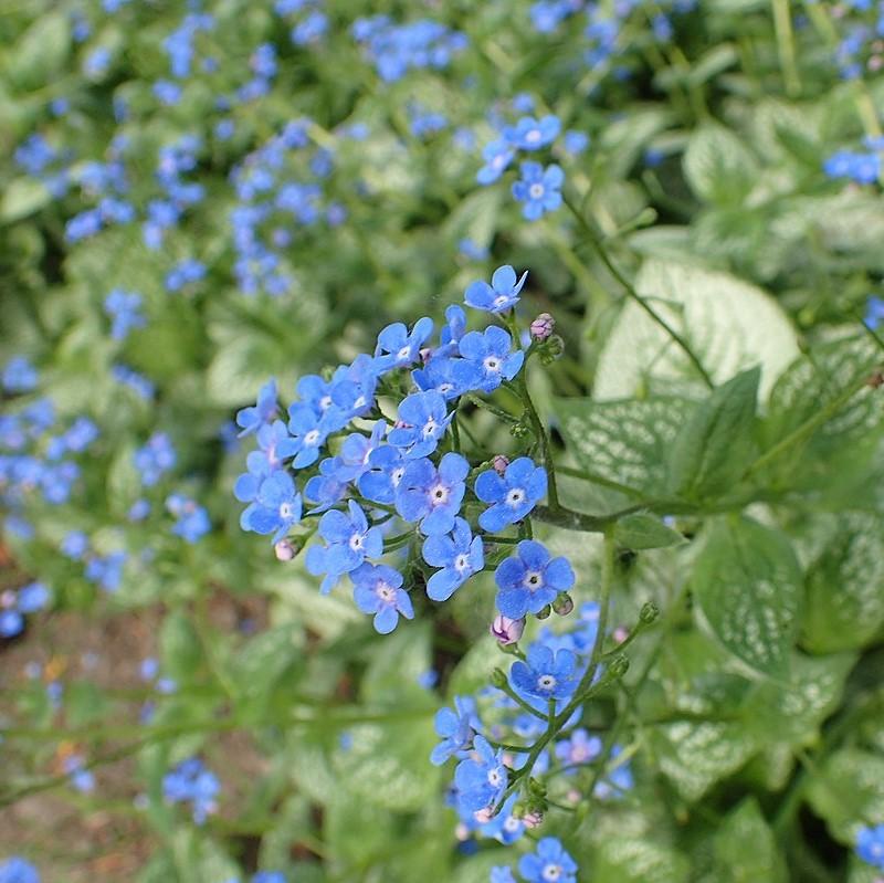 Bugloss, Sea Heart Siberian Bugloss - Image 3