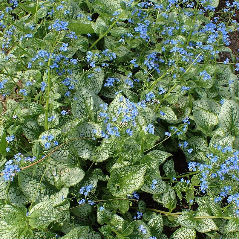 Bugloss, Sea Heart Siberian Bugloss - Image 4