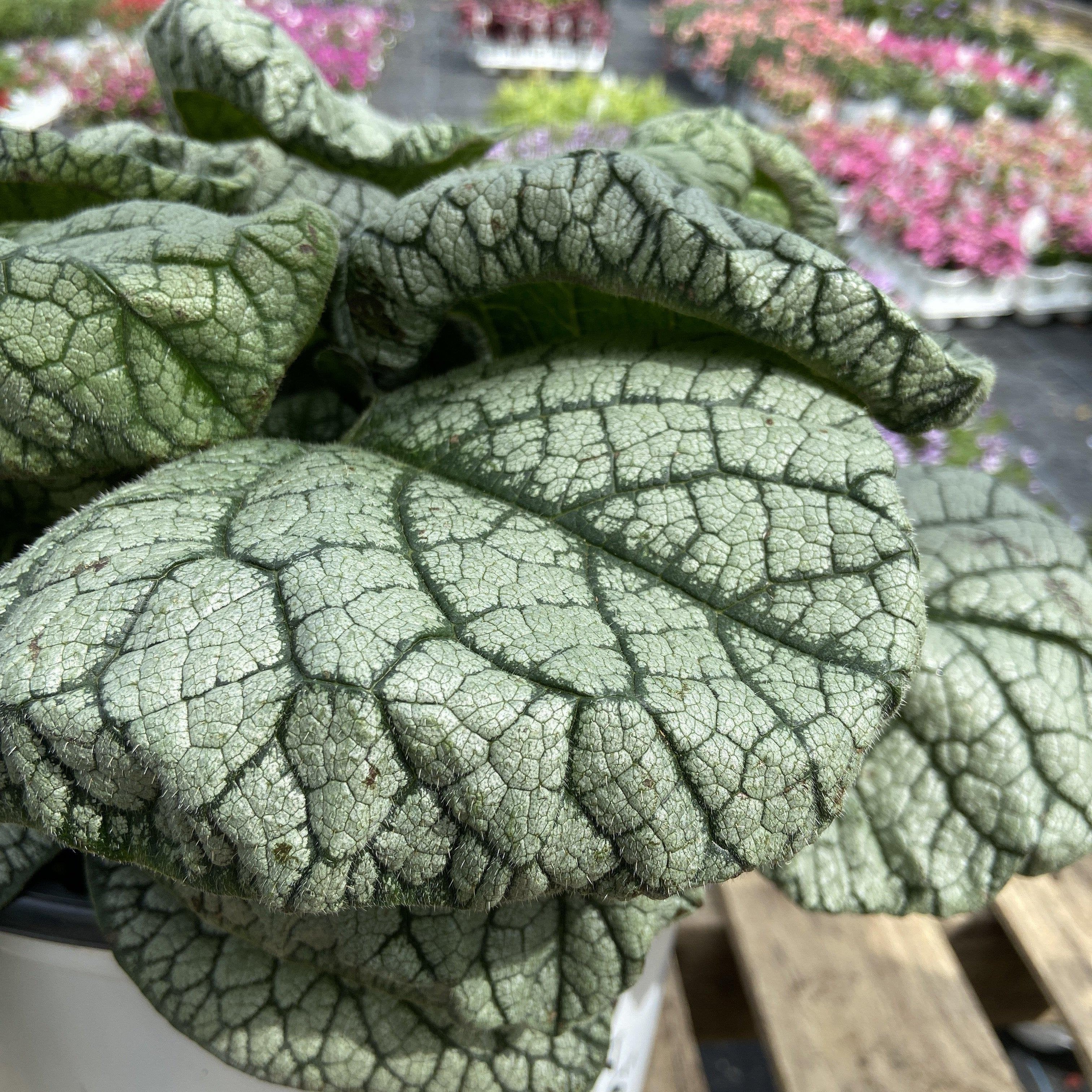 Bugloss, Jack of Diamonds Heartleaf Brunnera - Image 2