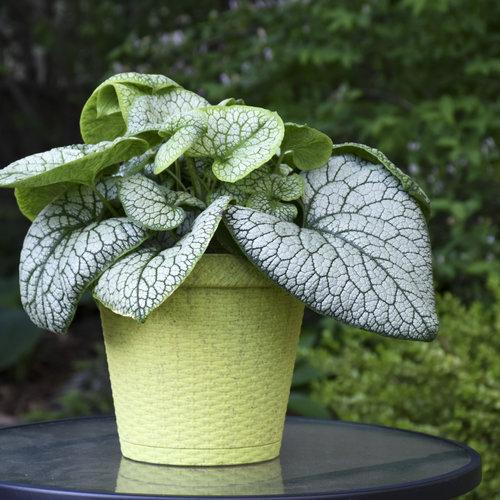 Bugloss, Jack of Diamonds Heartleaf Brunnera - Image 3