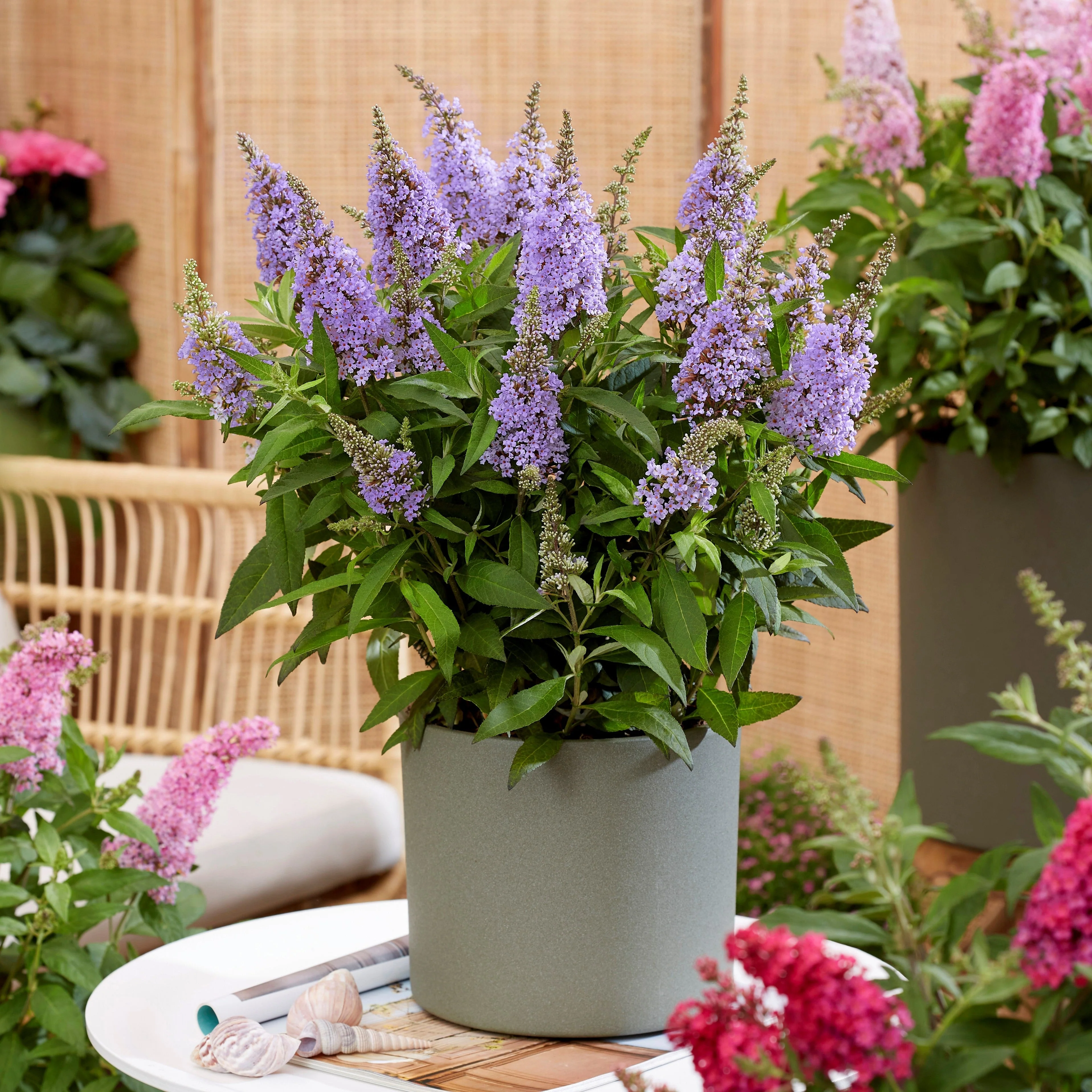 Butterfly Bush, Butterfly Candy™ Lil' Lavender™ Butterfly Bush - Image 2