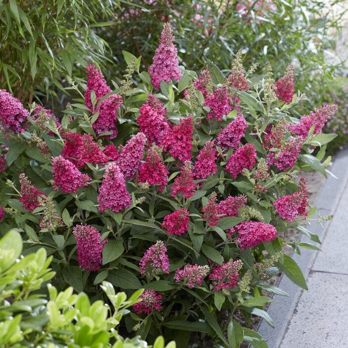 Butterfly Bush, Butterfly Candy® Li'l Raspberry Butterfly Bush - Image 3