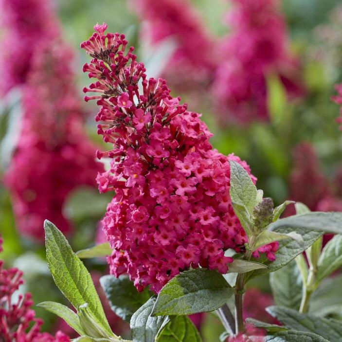 Butterfly Bush, Butterfly Candy® Li'l Raspberry Butterfly Bush - Image 4
