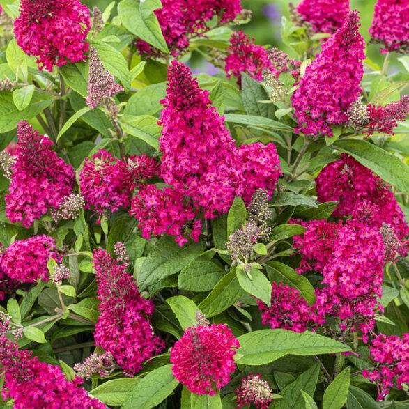 Butterfly Bush, Butterfly Candy® Li'l Raspberry Butterfly Bush - Image 5