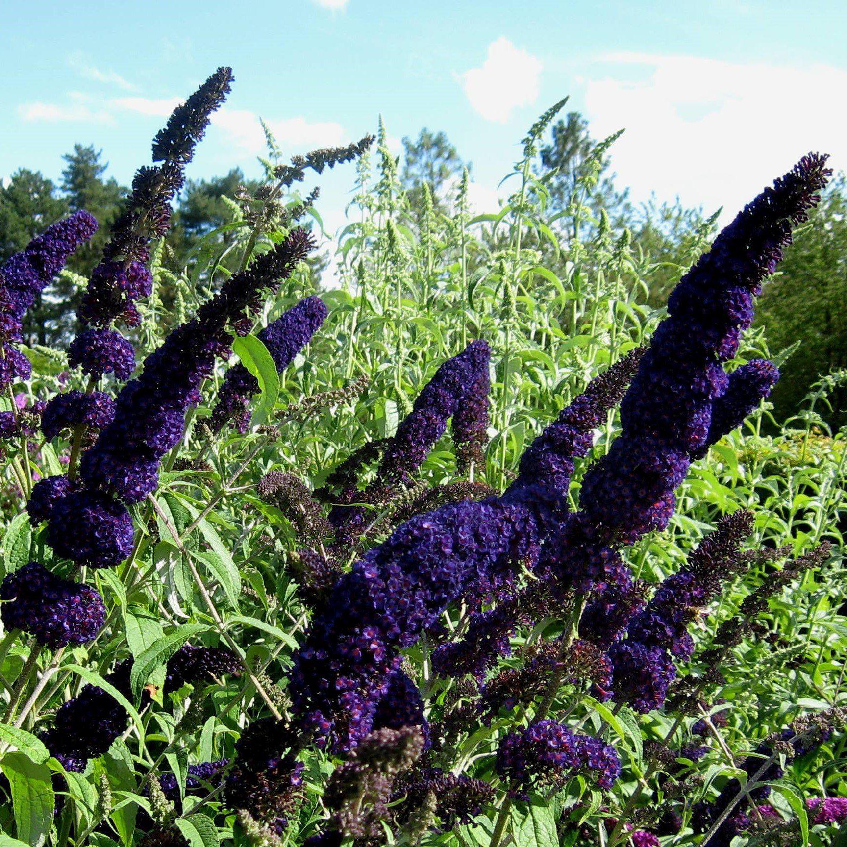 Butterfly Bush, Black Knight Butterfly Bush