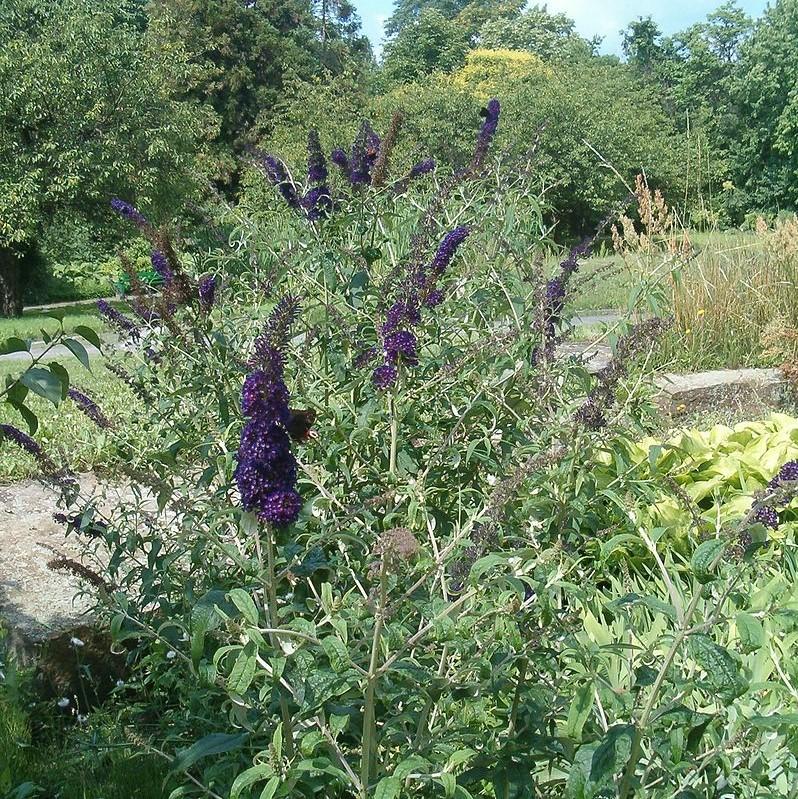 Butterfly Bush, Black Knight Butterfly Bush - Image 2
