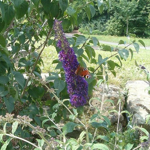 Butterfly Bush, Black Knight Butterfly Bush - Image 3
