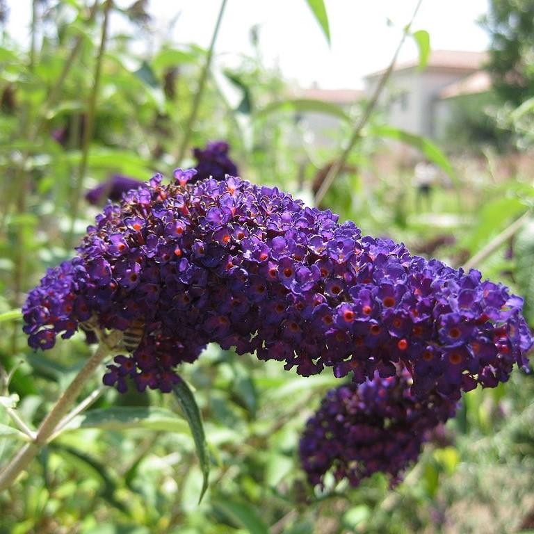 Butterfly Bush, Black Knight Butterfly Bush - Image 4