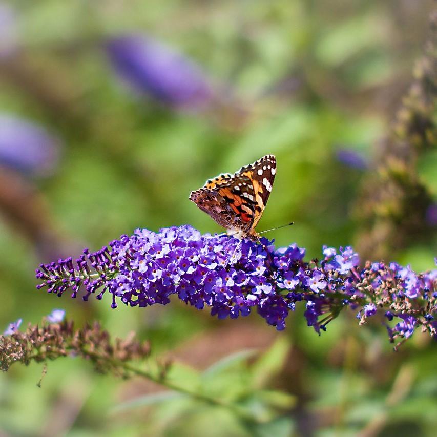 Butterfly Bush, Nanho Blue Butterfly Bush - Image 2