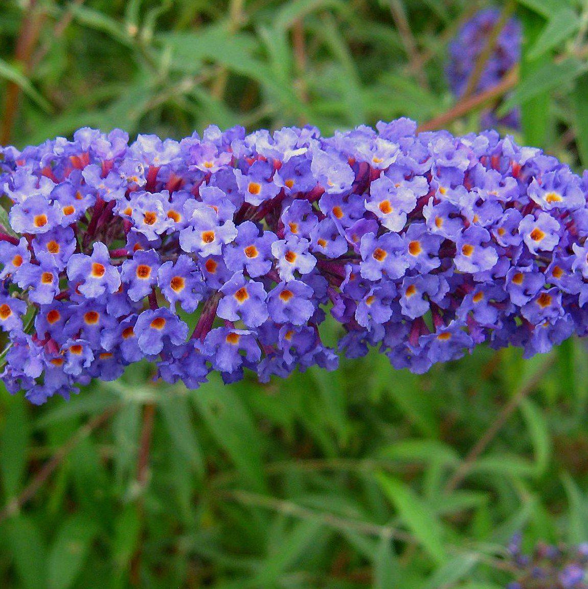 Butterfly Bush, Nanho Blue Butterfly Bush - Image 3