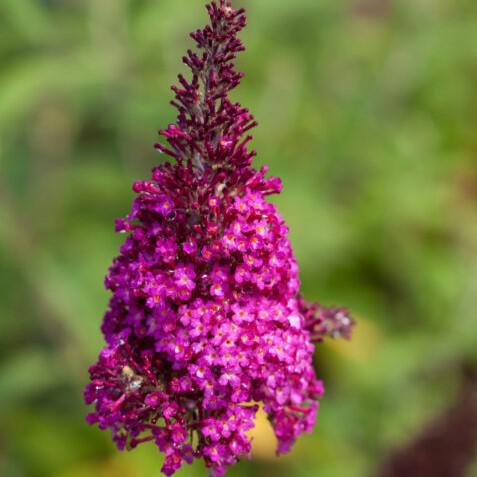 Butterfly Bush, First Editions® Funky Fuchsia™ Butterfly Bush - Image 2