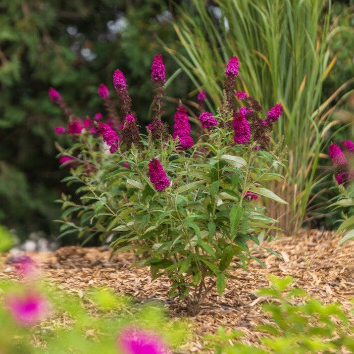 Butterfly Bush, First Editions® Funky Fuchsia™ Butterfly Bush - Image 3