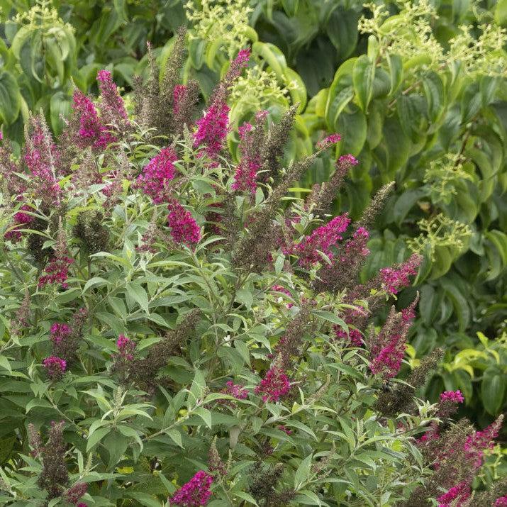 Butterfly Bush, First Editions® Funky Fuchsia™ Butterfly Bush - Image 4
