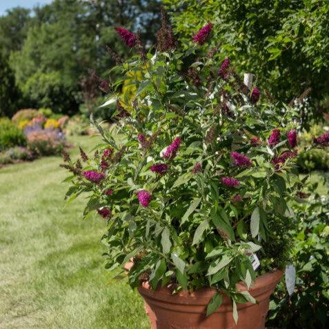 Butterfly Bush, First Editions® Funky Fuchsia™ Butterfly Bush - Image 5