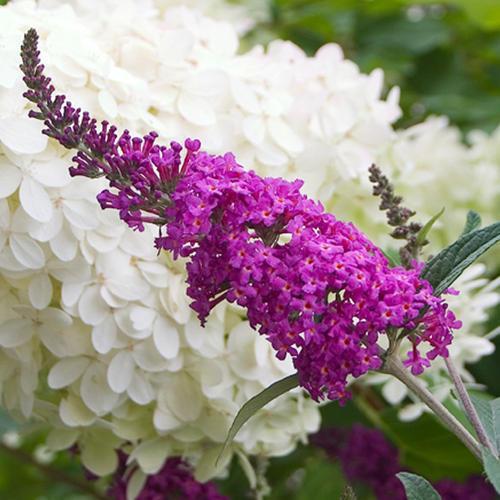 Butterfly Bush, Miss Ruby Butterfly Bush - Image 2
