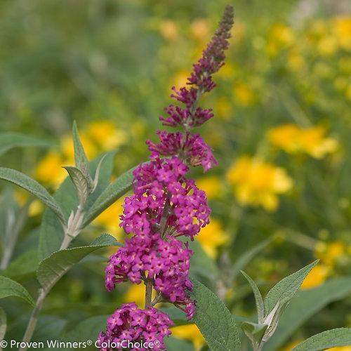 Butterfly Bush, Miss Ruby Butterfly Bush - Image 3