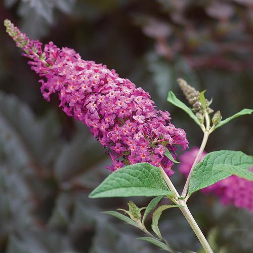 Butterfly Bush, Miss Ruby Butterfly Bush - Image 4