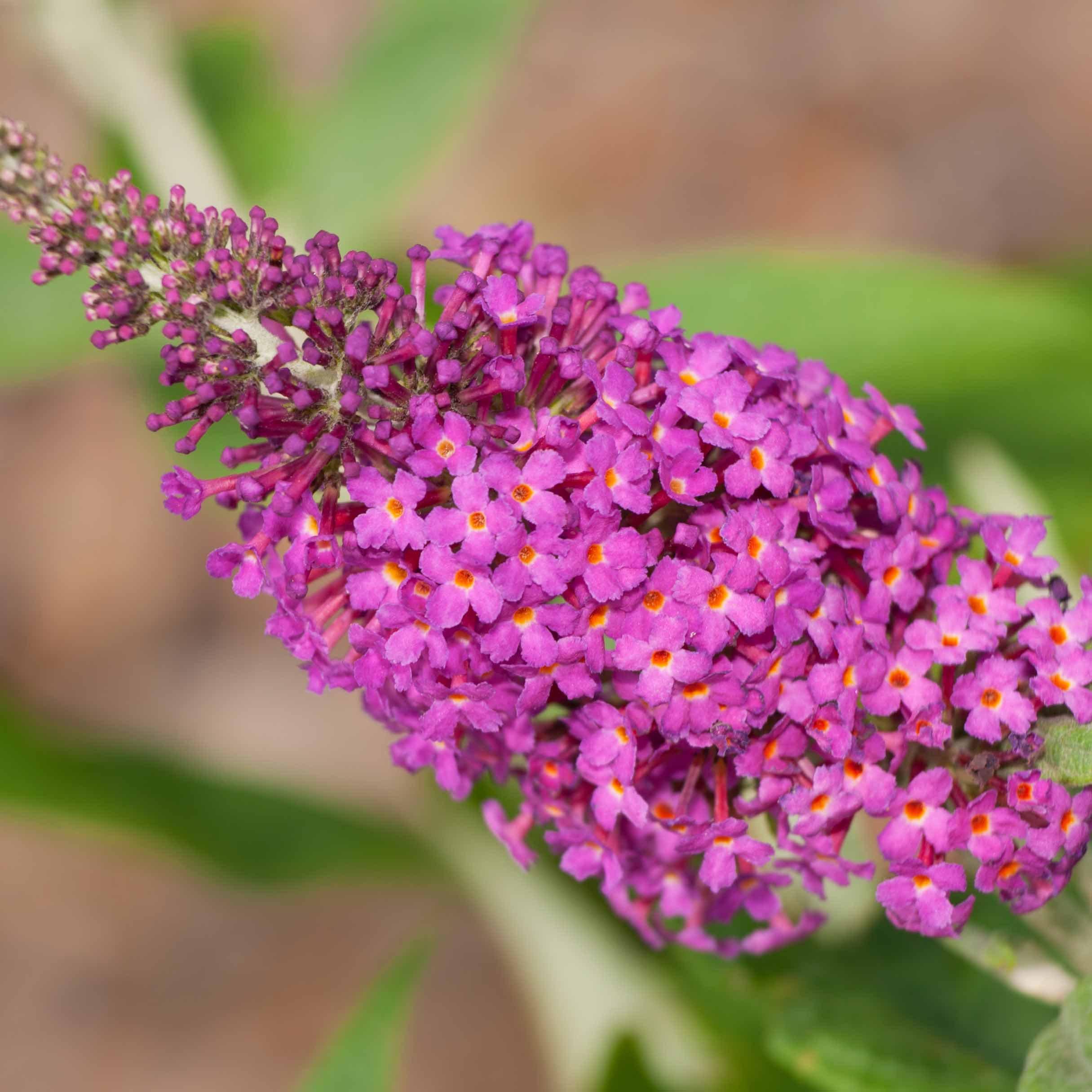 Butterfly Bush, Miss Ruby Butterfly Bush - Image 5