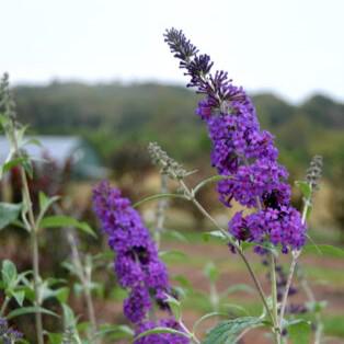 Butterfly Bush, First Editions® Psychedelic Sky™ Butterfly Bush - Image 3